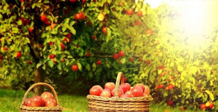 Большой церковный праздник Преображение Господне 19 августа 2022 года имеет очень интересную историю