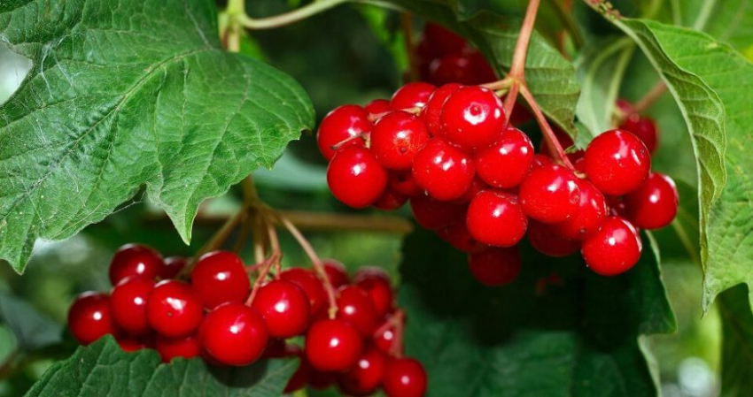 Какой праздник сегодня, 28 августа, отмечают в разных странах мира