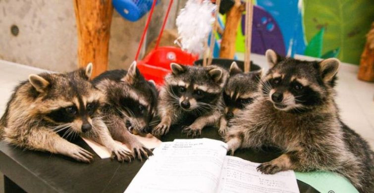 Для чего нужно посетить дом енота в Спб