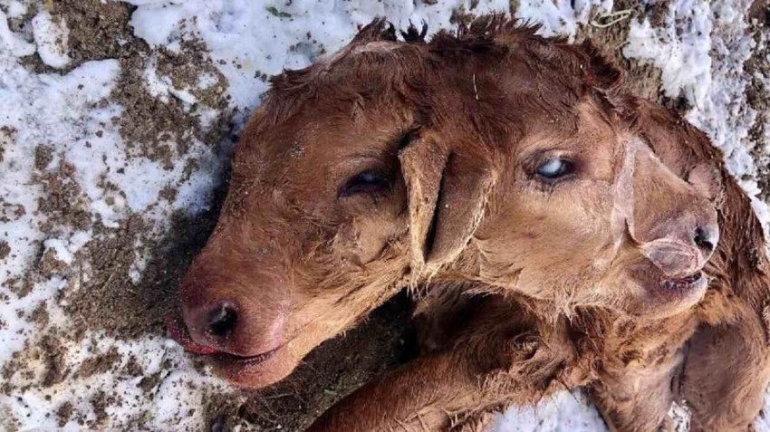 В США родился теленок с очень редкой мутацией