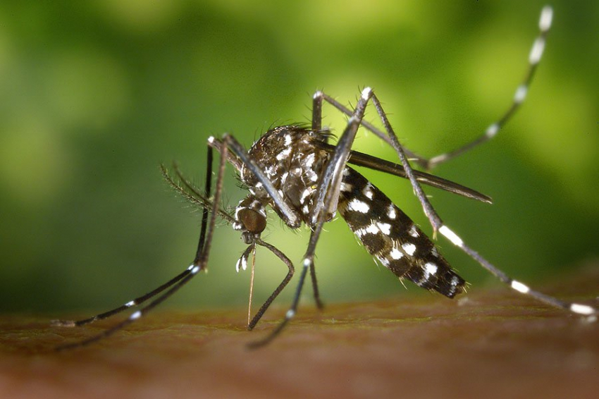 PLOS Pathogens: слюна комара может подавлять иммунную систему человека