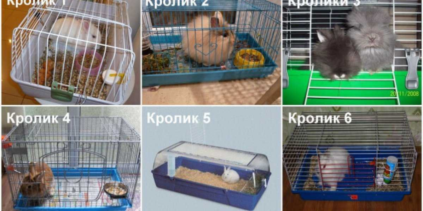 Какие существуют подводные камни при содержании декоративных кроликов и черепах?