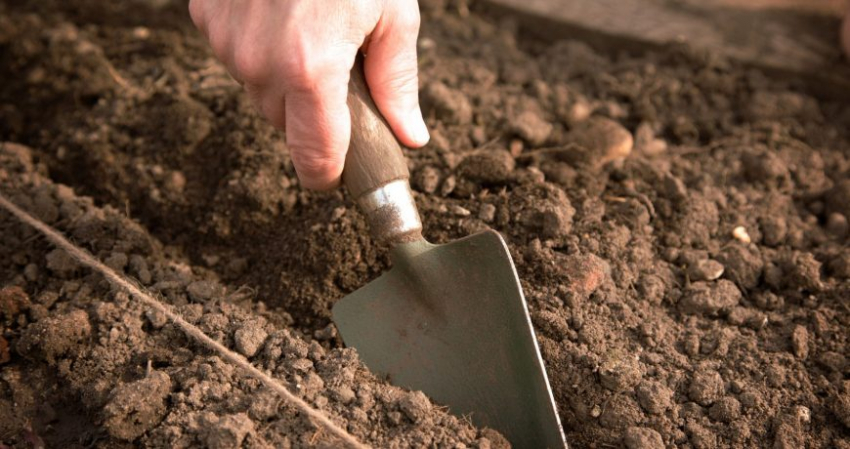 Благоприятные и неблагоприятные дни для посадки культур в мае 2023 года в России