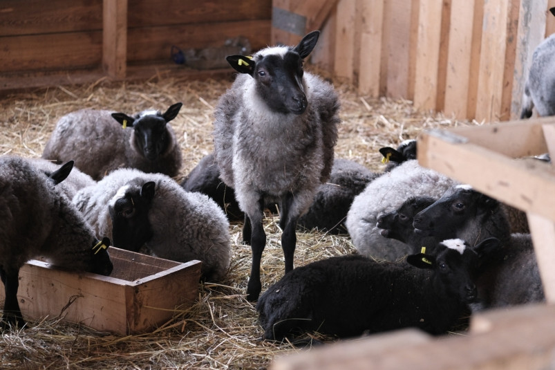 Первая крупная овцеферма появилась на Сахалине