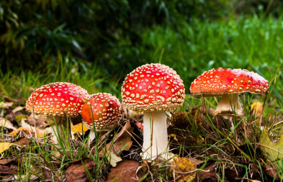 Россиян призвали не употреблять в пищу мухоморы