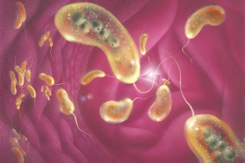 Иммунолог РФ Болибок оценил риск эпидемии холеры в России