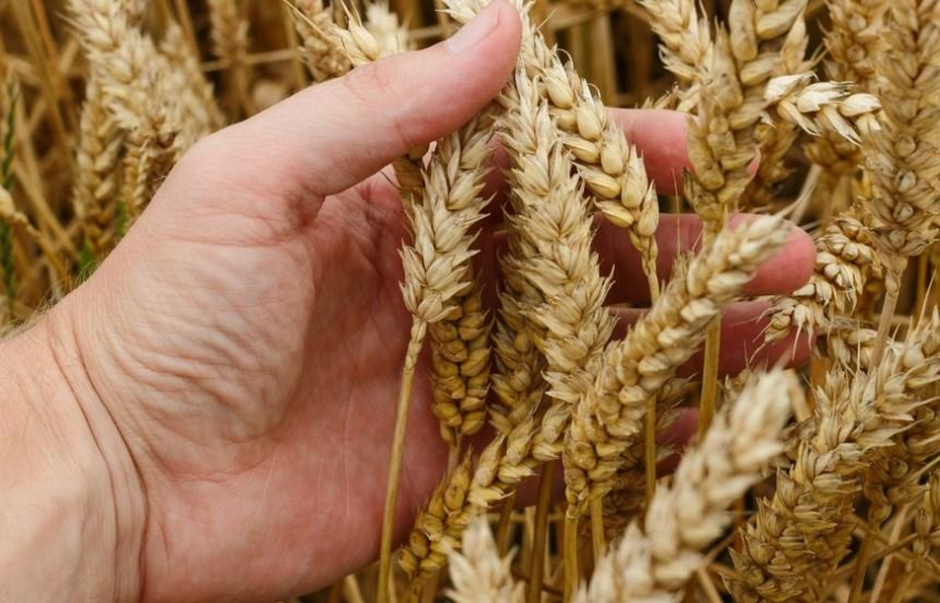 Профессор Гедикоглу: Взрыв в порту Дериндже может стать причиной роста цен на зерно