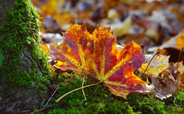 Москвичей на выходных ожидает облачная погода без осадков