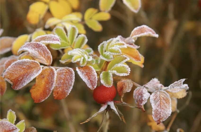 Необычно холодная осень: Когда начнутся первые заморозки в России