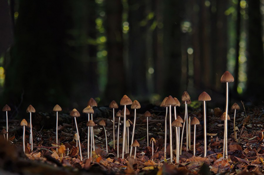 Изменение климата может стать катализатором грибкового апокалипсиса