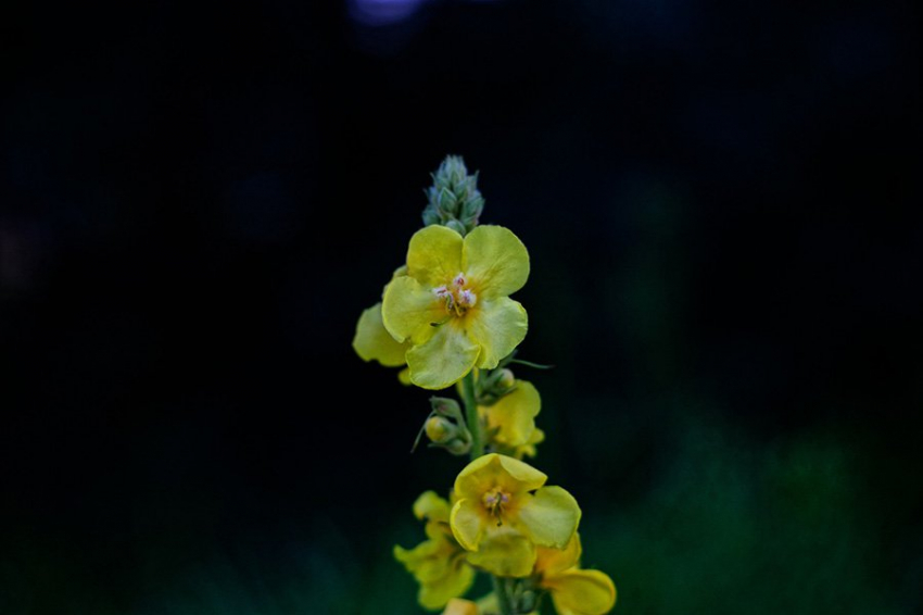 Американские биологи продолжают 144-летний эксперимент с семенами