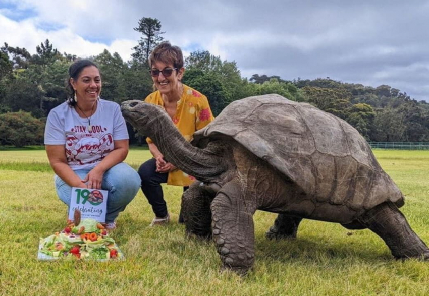Самому старому наземному животному в мире исполнился 191 год