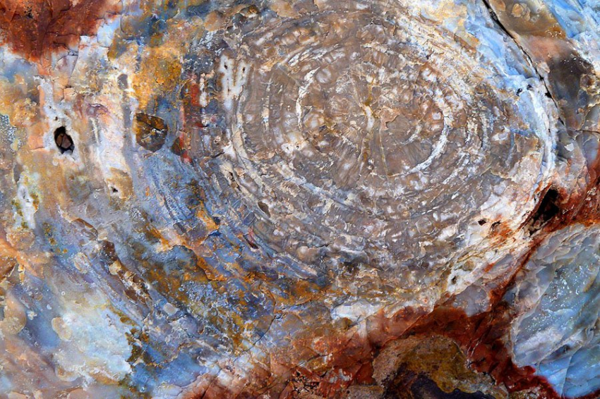 На юге Франции обнаружено новое место окаменелостей мирового значения