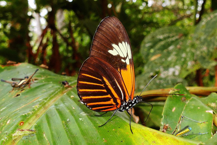 Поразительная амазонская бабочка – результат древнего гибридного явления