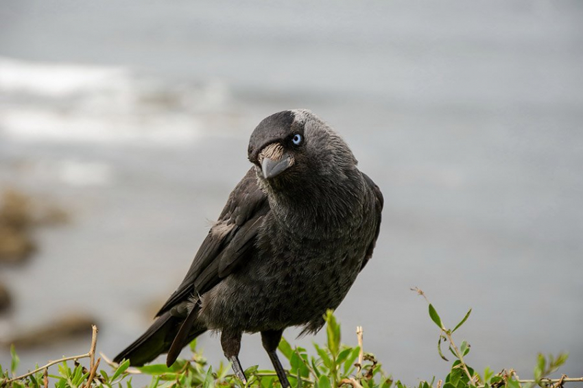 Science: черные вороны могут считать так же, как человеческие малыши