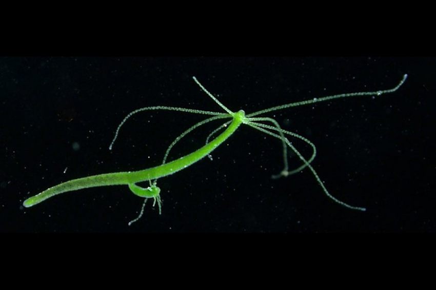 У безмозглых водных существ выявлены древние истоки аппетита