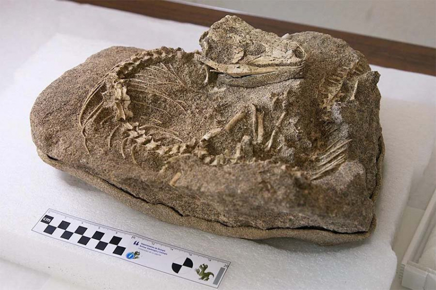 На Тенерифе обнаружена окаменелость ящерицы возрастом 700 000 лет