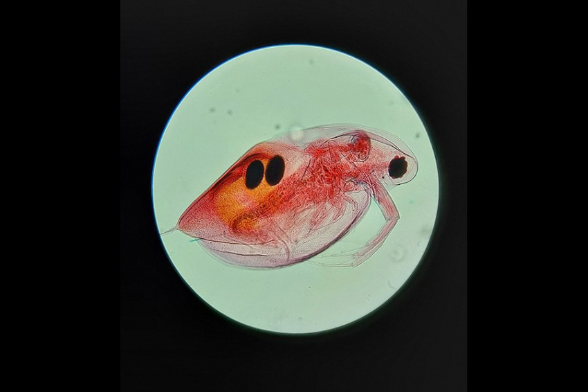 Исследование зоопланктона бросает вызов традиционным взглядам на эволюцию