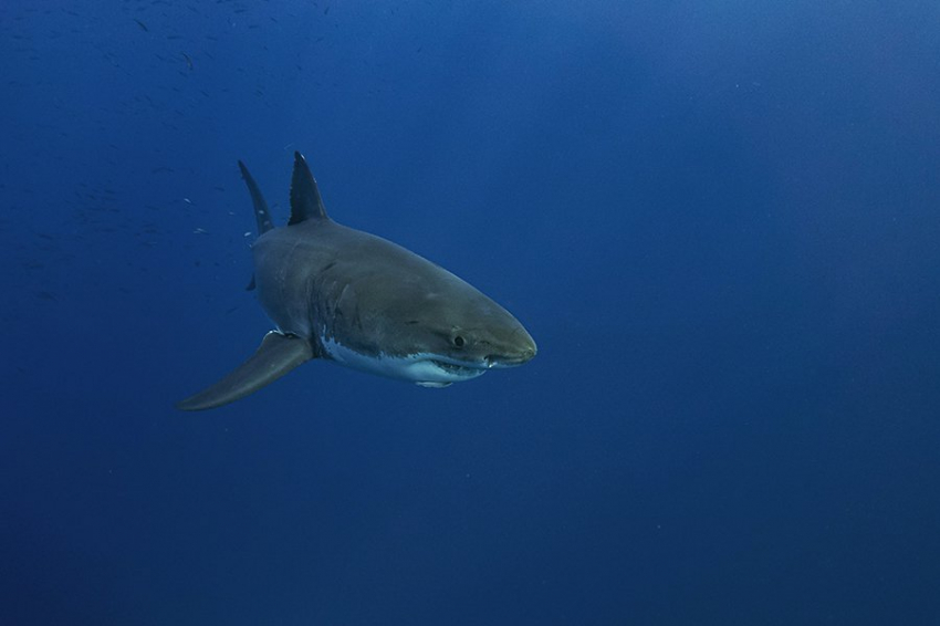 Ученые картировали геном акулы, раскрывая секреты ее долголетия