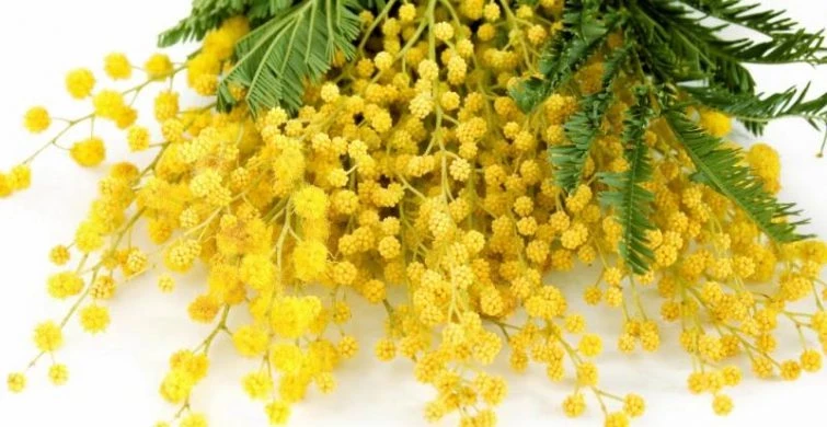 Поздравления женщин в прозе на 8 марта 2025 года должны быть сказаны от души