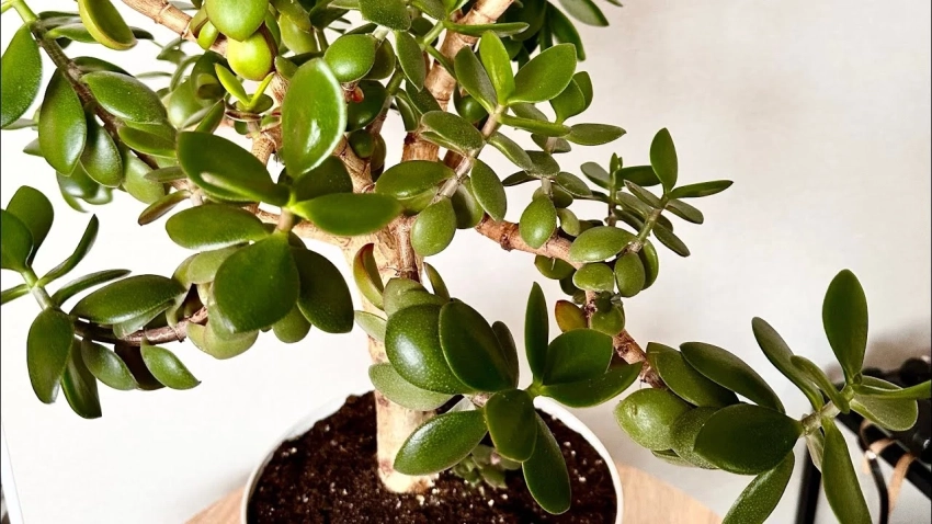 По какой причине гибнет денежное дерево: садоводы раскрыли ошибки ухода за растением