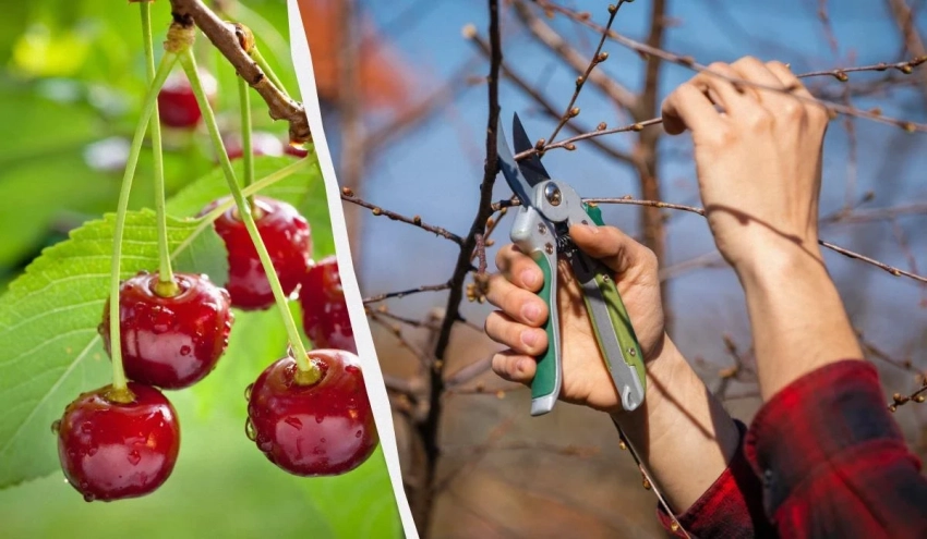 Когда сажать, обрезать и как ухаживать за вишневым деревом, чтобы получить хороший урожай ягод